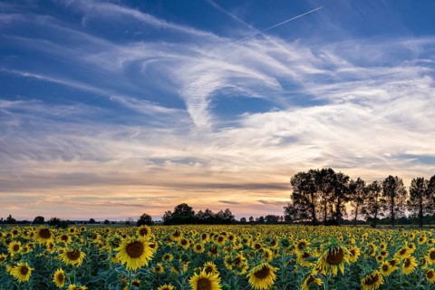 Field of blooming sunflowers (Helianthus annuus) at sunset, Großenhain, Saxony, Germany, Europe