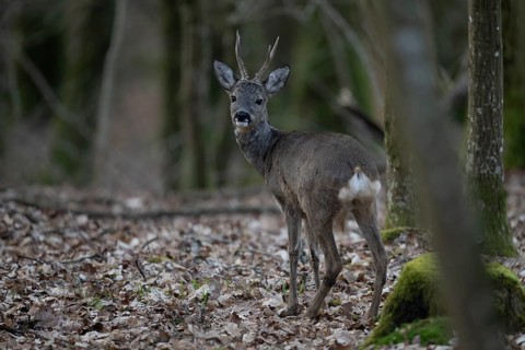 Roebuck (Capreolus capreolus) in spring, Wittlich, Rhineland-Palatinate, Germany, Europe