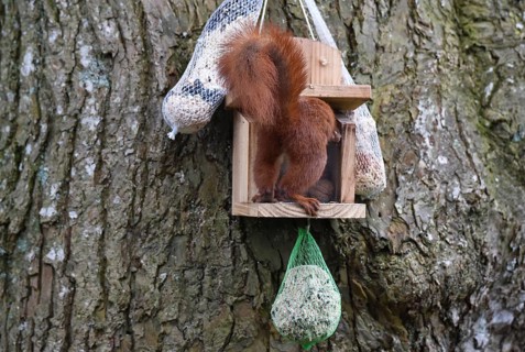 Squirrel, (Sciurus) fetches nuts from the feeder