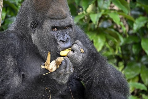 Western lowland gorilla (Gorilla gorilla gorilla) eating a banana, male animal, Silverback, Réserve