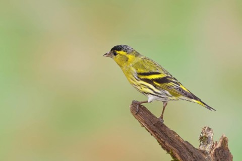 Siskin (Carduelis spinus), male sitting on a branch overgrown with moss, Wilnsdorf, North