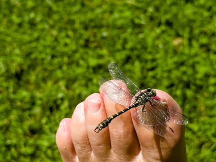 Onychogomphus forcipatus (Onychogomphus forcipatus) sitting on foot toe, Lake Neubeur, Bavaria,