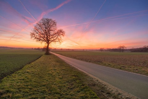View along a road to a solitary tree in an agricultural environment with blue sky streaked with