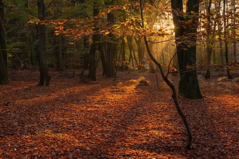 View of an autumnal beech forest at sunset, Neustadt am Rübenberge, Hanover region, Lower Saxony,