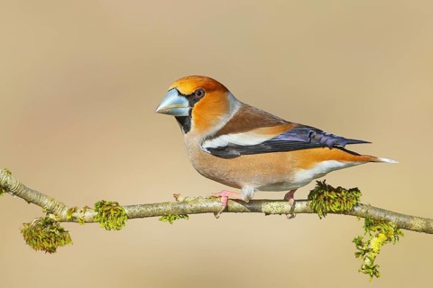 Hawfinch (Coccothraustes coccothraustes), male, with blue decorative feathers and grey-blue beak,