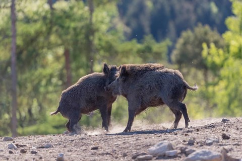 Two wild boar or wild pig (Sus scrofa) fighting on an opening with a green forest in the background