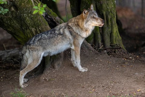 One adult male eurasian gray wolf (Canis lupus lupus) standing in front of an old split tree at a