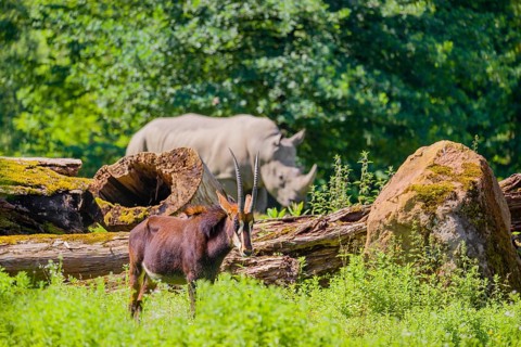A male Sable antelope, Hippotragus niger stands on a hilly green meadow at a forest edge. A white