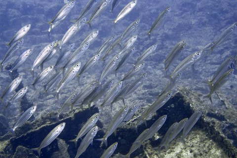 A dense school of boops boops swimming through clear water, dive site wreck of the Condesito, Las