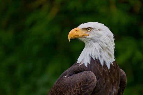 Bald eagle (Haliaeetus leucocephalus) captive, Lower Saxony, Germany, Europe