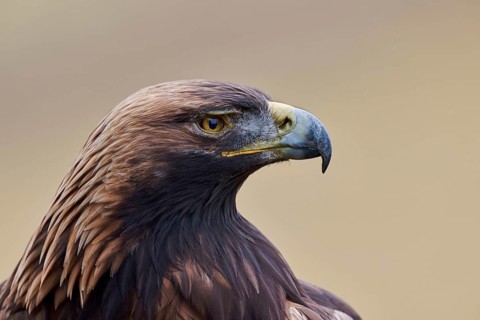 Golden eagle (Aquila chrysaetos) Bavaria, Germany, Europe