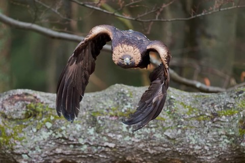 Golden eagle in flight (Aquila chrysaetos) Bavaria, Germany, Europe