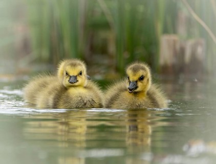 Canada goose chicks (Branta canadensis) three, swimming through the water, close-up, frontal view,