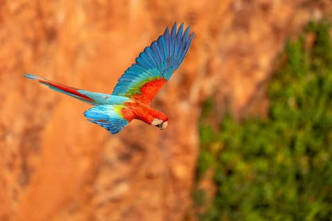 Green-winged Macaw (Ara chloropterus), Buraco das Araras, South Pantanal, Jardim, Mato Grosso do