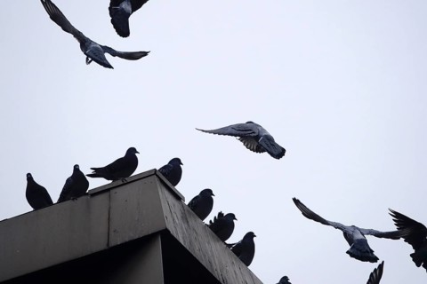 City pigeons, Dresden, Saxony, Germany, Europe