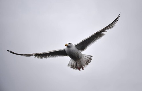 Mew Gull, (Larus canus) in flight in Norway