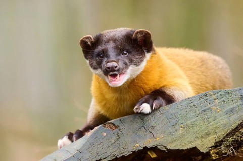 Yellow-throated marten (Martes flavigula) on an old tree trunk, Germany, Europe