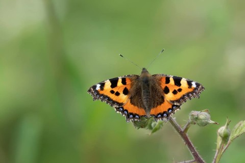 Small tortoiseshell butterfly (Aglais urticae) adult insect feeding on a Bramble flower in summer,