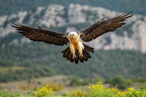 Bearded Vulture (Gypaetus barbatus) adult bird in flight with mountains in the backround, Pyrenees,