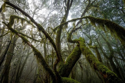 Treetops, laurel trees with mosses and lichens, Garajonay National Park, La Gomera, Canary Islands,