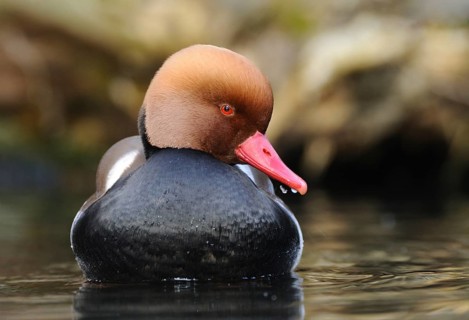 Front view of a duck with a red beak floating on the water, red-crested pochard (Netta rufina),