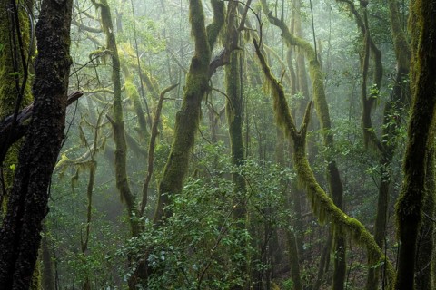 Laurel trees with mosses and lichens in the cloud forest. Foggy weather. Garajonay National Park,