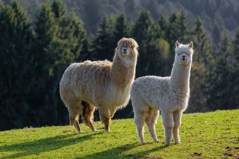 A white adult female Alpaca (Vicugna pacos) and a white young stand on a green meadow . A forest is