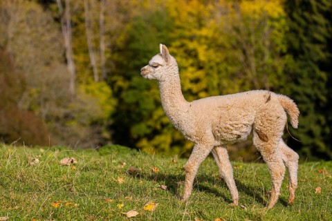 One young white Alpaca (Vicugna pacos) stands on a green meadow . A forest is in the distant