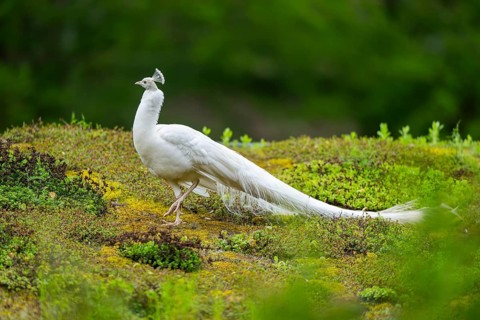 Indian peafowl (Pavo cristatus) on a meadow, portrait, Germany, Europe