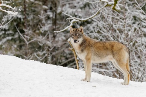 A young grey wolf (Canis lupus lupus) runs across the sloping, snow-covered meadow at the edge of a