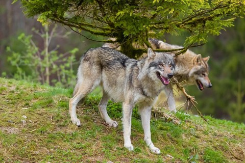 One eurasian gray wolf (Canis lupus lupus) stands under a spruce tree, observing something. Another