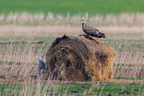 Lamb hiding behind round hay bale from hunting juvenile white-tailed eagle, Eurasian sea eagle,
