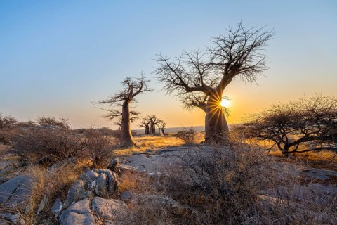 African baobab (Adansonia digitata), several trees at sunrise, sun star, Kubu Island (Lekubu), Sowa