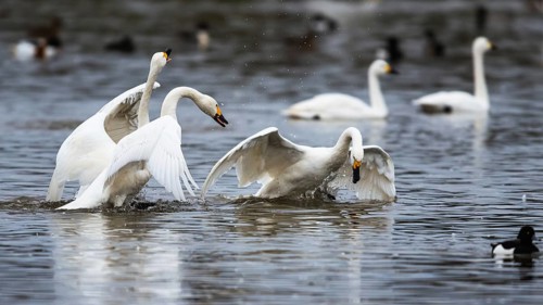 Tundra Swan, Bewick's Swan, Cygnus columbianus at winter in Slimbridge, England, United Kingdom,