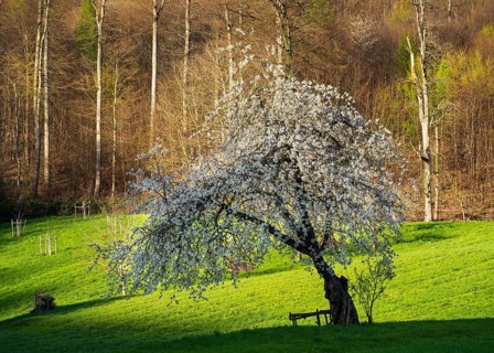 A white blossoming fruit tree in a meadow in spring, forest in the background. Sunshine, no sky.