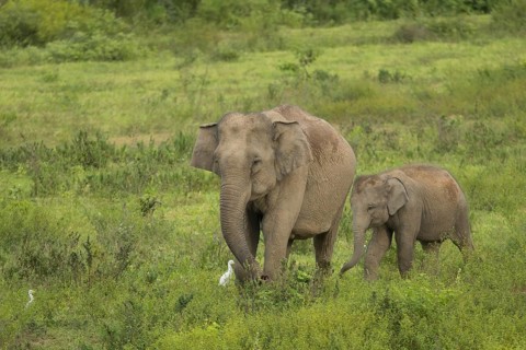 Indian elephants (Elephas maximus indicus), Khiri Khan, Hua Hin, Kui Buri National Park, Thailand,