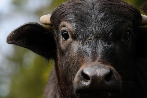 Portrait of a black buffalo in natural surroundings, water buffalo (Bubalus arnee), Bavaria
