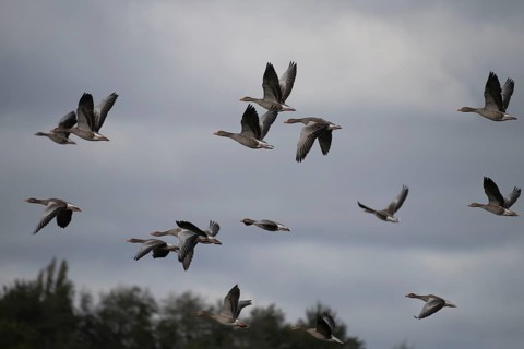 Greylag goose (Anser anser) flock in flight, North Rhine-Westphalia, Germany, Europe