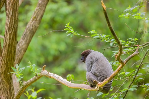 A common woolly monkey, brown woolly monkey, or Humboldt's woolly monkey (Lagothrix lagothricha)