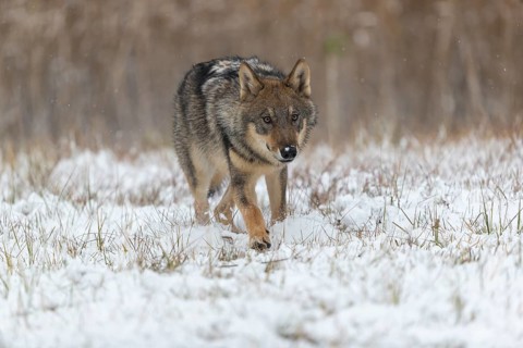 One young male eurasian gray wolf (Canis lupus lupus) running towards the camera over a snow