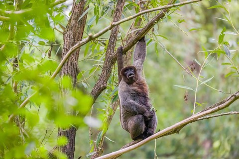 A common woolly monkey, brown woolly monkey, or Humboldt's woolly monkey (Lagothrix lagothricha)
