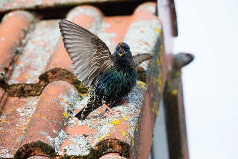 Common Starling, (Sturnus vulgaris), adult male, singing from a house roof in springtime, Hesse,