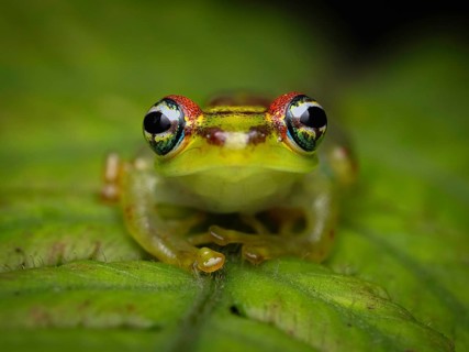 Frog (Boophis tassimena) in the rainforests of Andasibe National Park