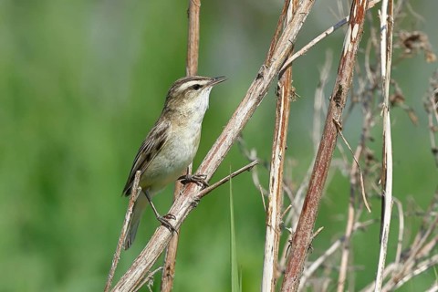 Reed Warbler (Acrocephalus schoenobaenus) singing in a shrub, Wildlife, Lembruch, Ochsen Moor,