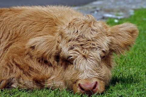 A fluffy brown Highland calf lies relaxed on green grass, relaxation, Ullapool, Highlands,