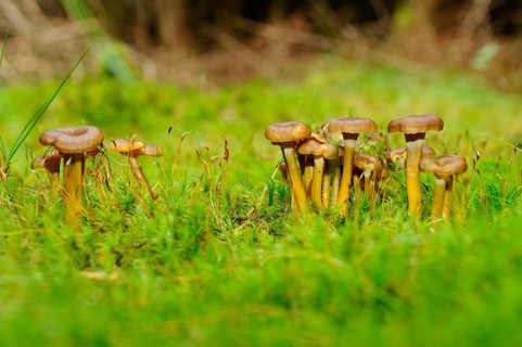 Brown mushrooms sprout on moss-covered ground in the forest, framed by green foliage, trumpet