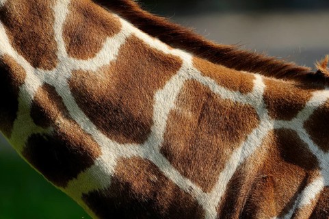 Close-up of the patterned giraffe skin showing the characteristic shapes, reticulated giraffe