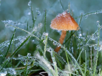 Helmling (Mycena spec.) covered with frost and dewdrops, North Rhine-Westphalia, Germany, Europe