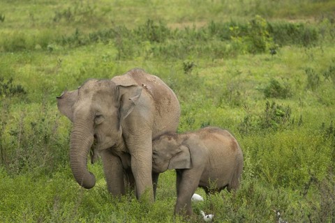 Indian elephants (Elephas maximus indicus), Khiri Khan, Hua Hin, Kui Buri National Park, Thailand,