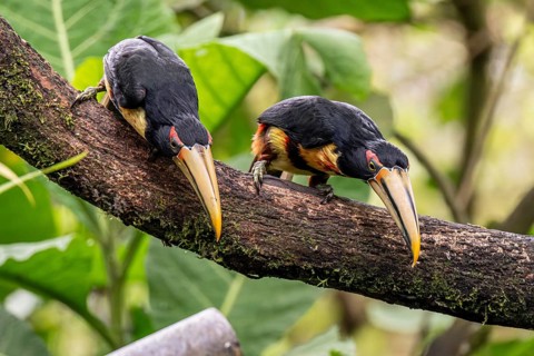 Pale-mandibled aracari (Pteroglossus erythropygius), Mindo Forest Reserve, Mindo, Ecuador, South